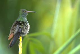 colibri